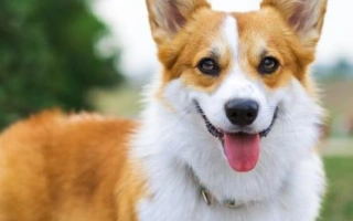 Welsh Corgi Pembroke is cheerful, alert, and loyal. A short-legged herder perfect for families, with intelligence and a royal charm.