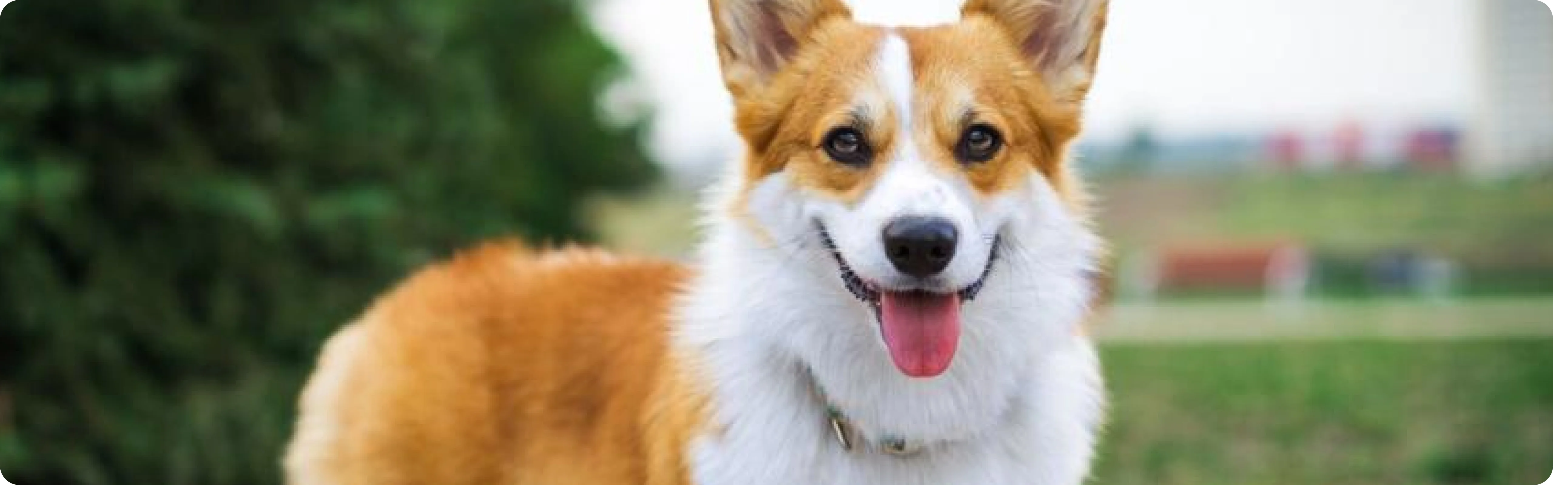 Welsh Corgi Pembroke