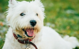 West Highland Terrier is bold, affectionate, and lively. A small yet tough dog, perfect for families, apartments, or active individuals.