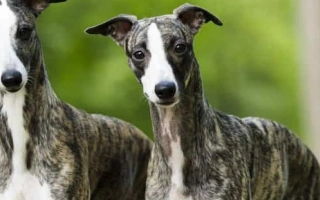 Whippet is a gentle, sleek, and speedy dog. Ideal for quiet homes and active owners seeking a loving, low-maintenance companion.