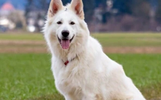 White Swiss Shepherd is a loyal and graceful breed with intelligence, trainability, and affection. Ideal for active and loving families.