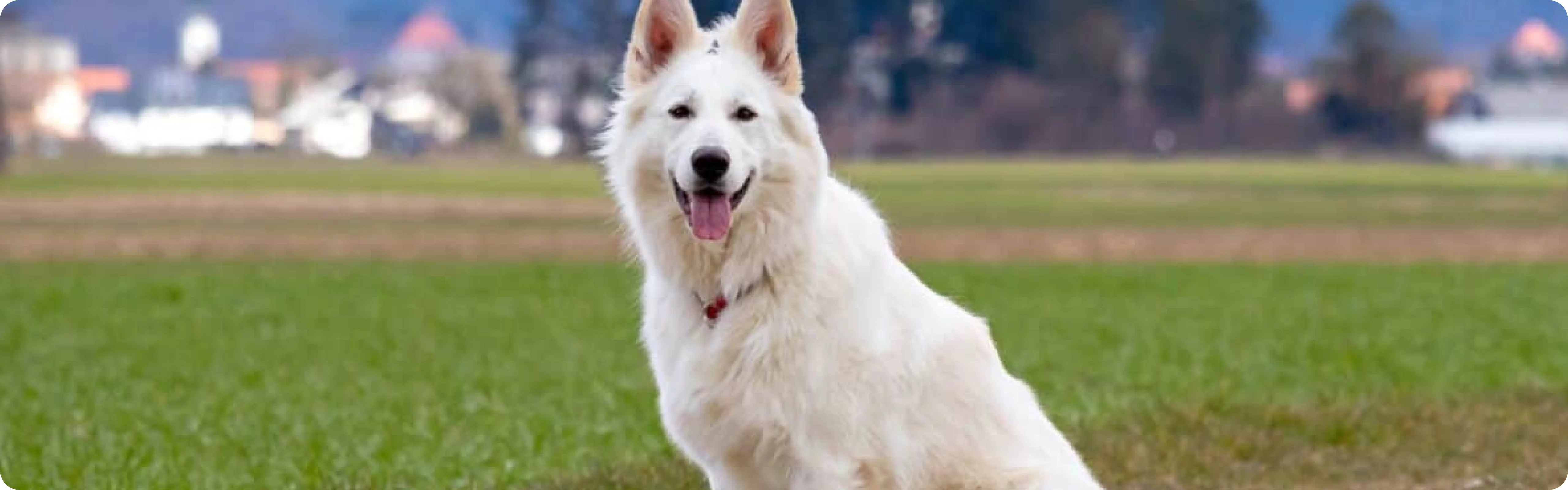 White Swiss Shepherd