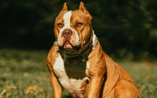 The XL Bully is a powerful, loyal dog known for its size, strength, and family devotion. Discover its temperament, training needs, health, and legal status.