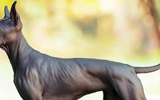 Xoloitzcuintli is an ancient, affectionate, and low-shedding dog. A calm, loyal companion ideal for sensitive owners or allergy sufferers.