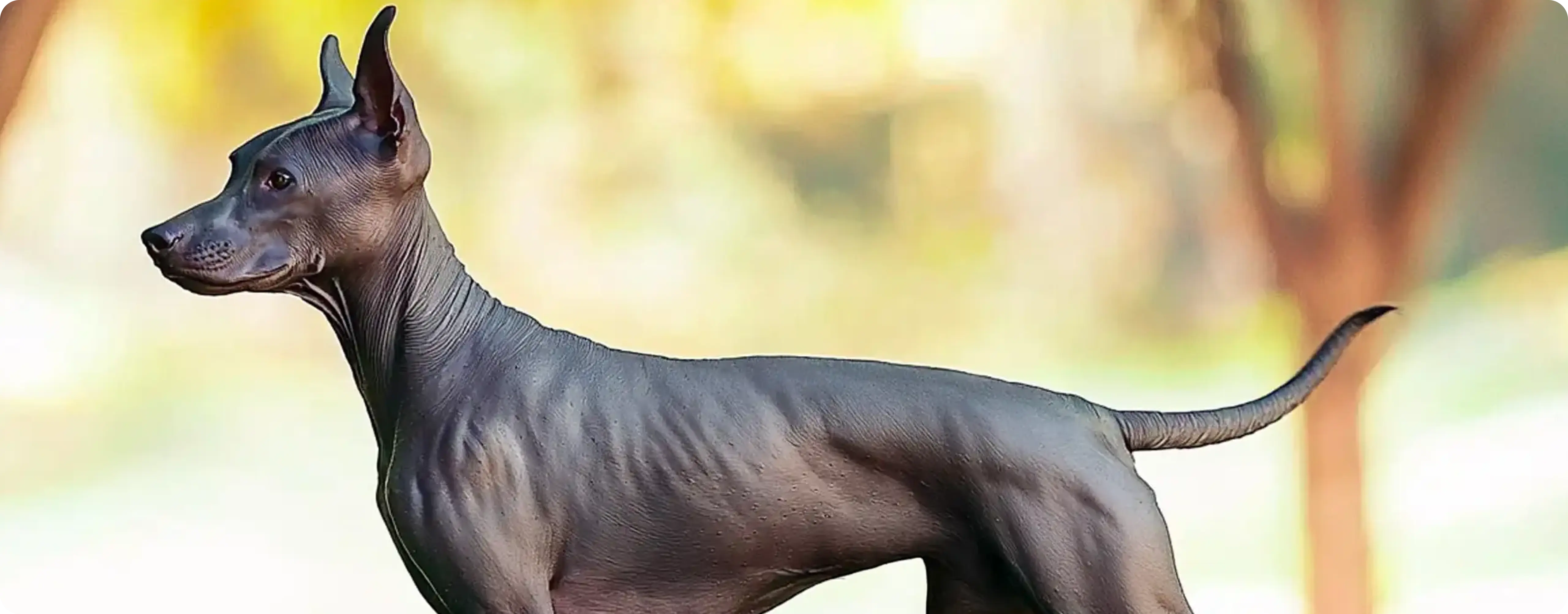 Xoloitzcuintli