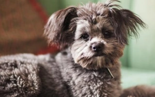 The Yorkiepoo is a playful, affectionate mix of Yorkshire Terrier and Poodle—compact, intelligent, and perfect for allergy-sensitive or apartment-living families.