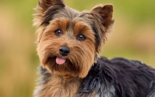 Yorkshire Terrier is a small, confident, and affectionate breed. A great choice for those wanting a stylish companion with a big attitude.