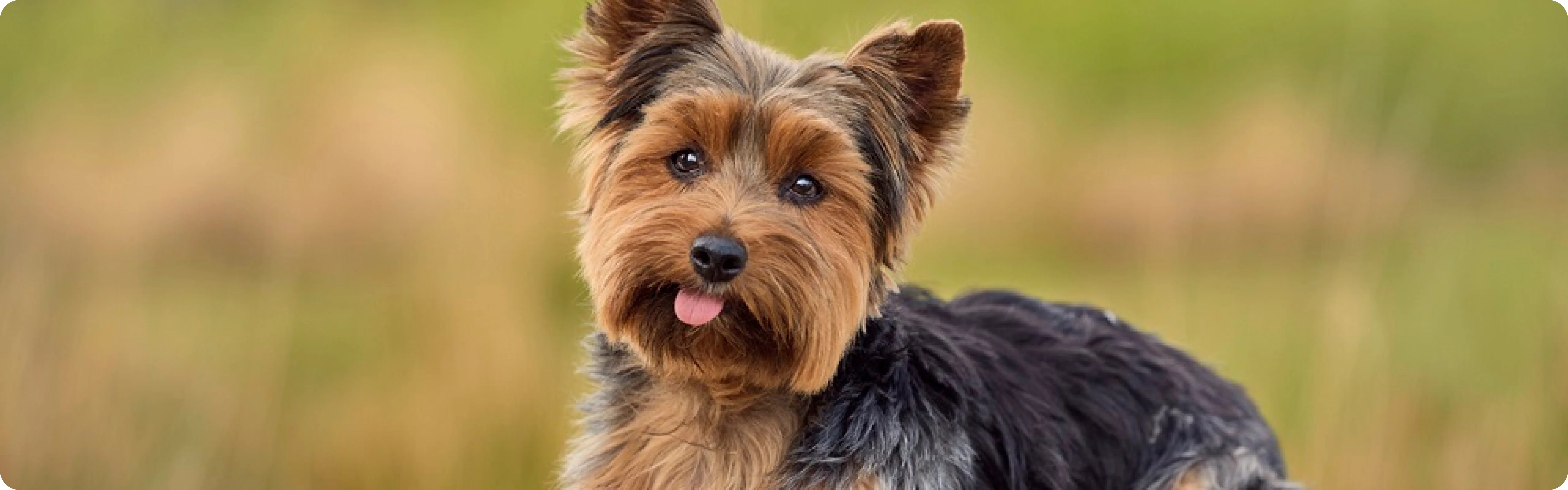 Yorkshire Terrier