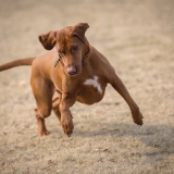 Active dogs