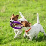 Dog Daycare