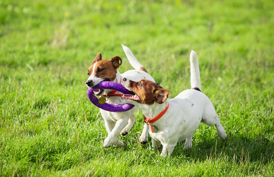 Dog Daycare