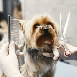 Dog grooming