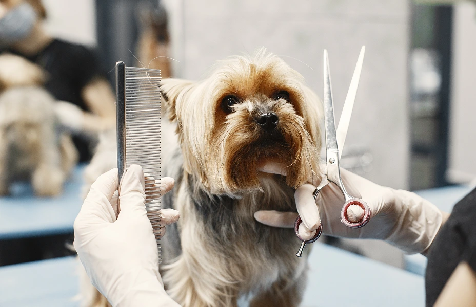 Dog grooming
