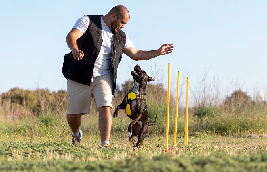 Dog Training