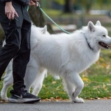 Dog walking