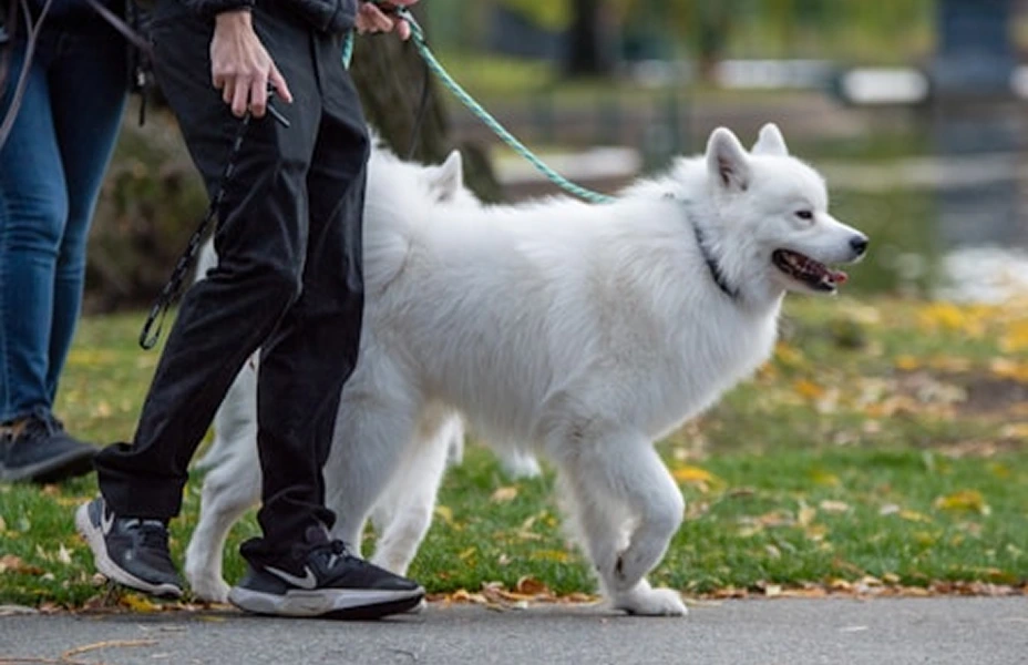 Dog walking