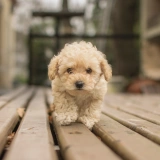 Hypoallergenic dogs