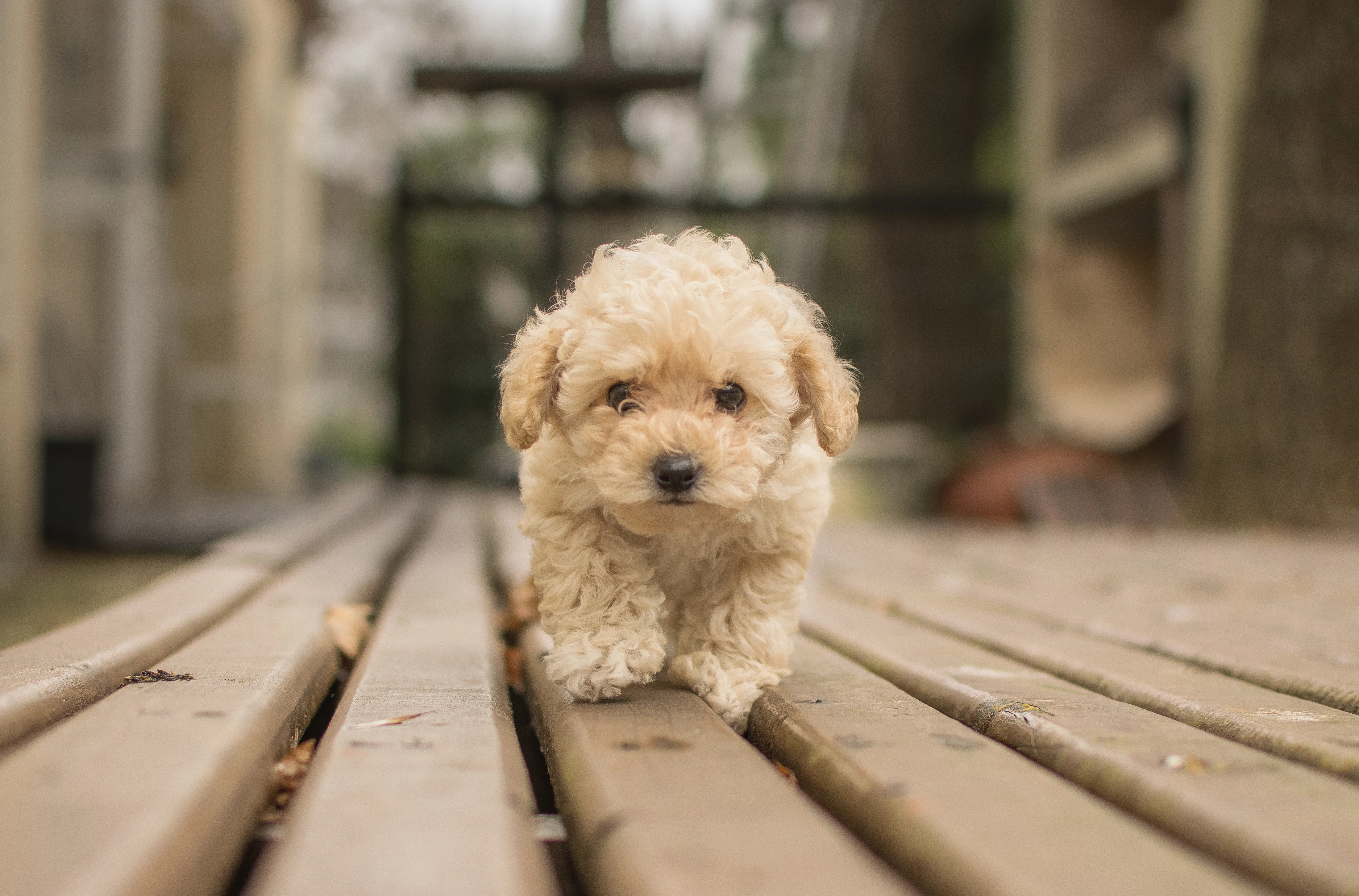 Hypoallergenic dogs